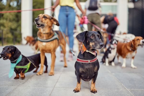 Lexington Pets