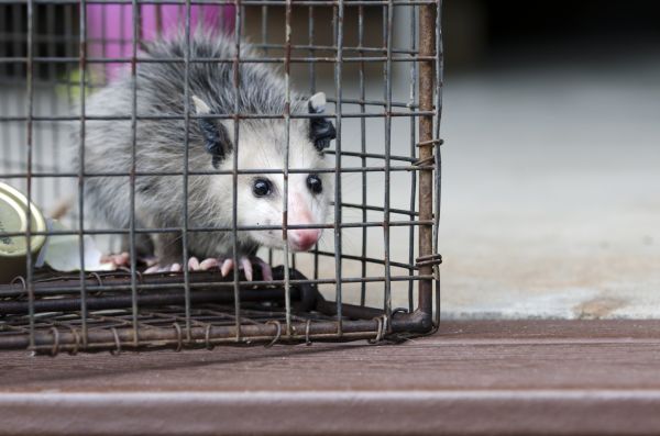 Lexington Wildlife Removal