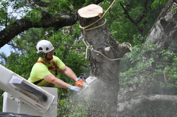 Lexington Tree Trimming