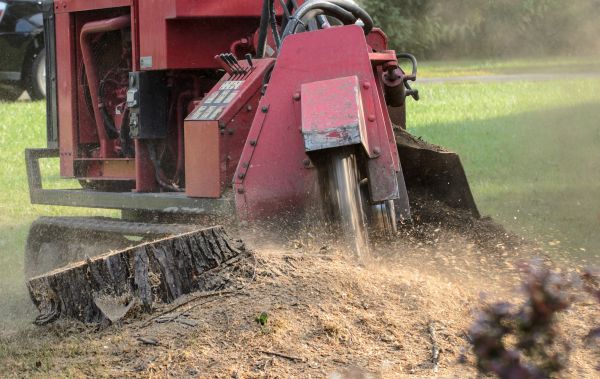 Lexington Tree Removal