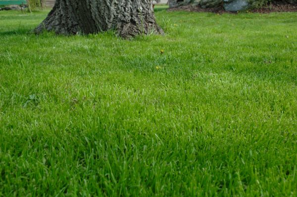 Lexington Lawn Treatment